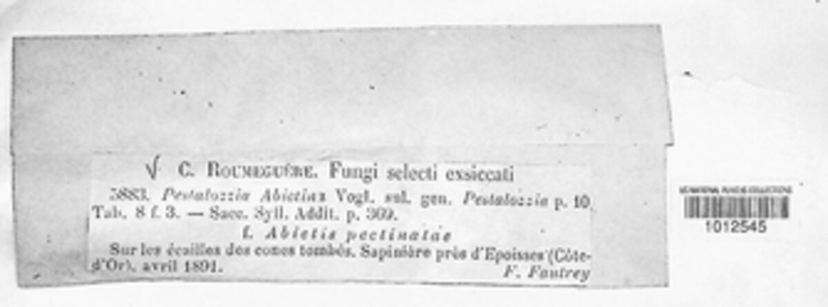 Pestalotia abietina image